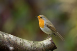 roodborst 7-11-2012 tuin.jpg