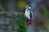 11-11-2012 grote bontr specht tuin.jpg