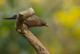 2012-1-12 merel tuin.jpg