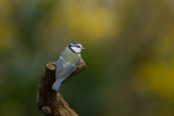 2012-1-12 pimpelmees tuin 3.jpg
