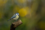 2012-1-12 pimpelmees tuin 4.jpg
