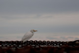 koereiger 24-12-12 finisterre.jpg