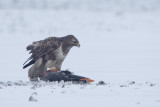 17-01-2013 buizerd prooi 5.jpg