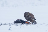 17-01-2013 buizerd prooi 6.jpg