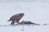 17-01-2013 buizerd prooi.jpg