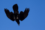 25-01-2013 raaf la palma 2.jpg