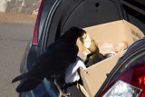 25-01-2013 raaf la palma 6.jpg