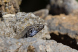 2013-01-31 hagedis la palma 2.jpg