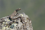 2013-01-31 hagedis la palma 3.jpg