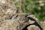 2013-01-31 hagedis la palma 4.jpg