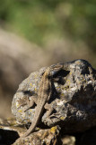 2013-01-31 hagedis la palma.jpg