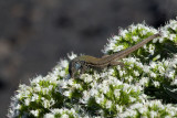 2013-02-01 hagedis la palma.jpg