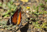 2013-02-01 vlinder la palma 2.jpg