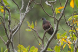 2013-01 la palma laurierduif pb 2.jpg