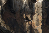 2013-02- la palma laurierduif pb.jpg