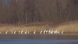 2013-02-12 ijsselmonding grote zilverreiger.jpg