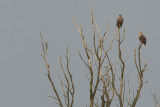 2013-02-13 keteleiland grote bobte specht.jpg