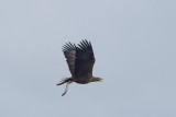 2013-02-13 vossemeer zeearend.jpg
