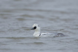 21-2-13 kampereiland non 3.jpg