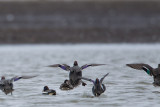 21-2-13 kampereiland wintertaling 2.jpg