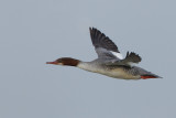 2013-02-18 grote zaagbek ijssel 7.jpg