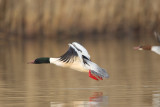 2013-02-18 grote zaagbek ijssel 6.jpg