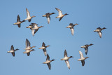 2013-03-04 ijssel monding wintertaling.jpg