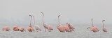 2013-03-07  flamingo elburg.jpg