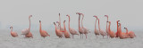 2013-03-07 flamingo elburg 2.jpg