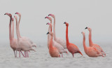 2013-03-07  flamingo elburg 5.jpg