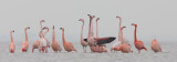 2013-03-07 flamingo elburg 6.jpg