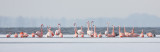 2013-03-13 flamingos elburg 9.jpg