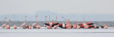 2013-03-13 flamingos elburg 11.jpg