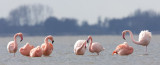 2013-03-14 elburg flamingos 3.jpg