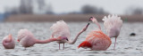 2013-03-14 elburg flamingos 4.jpg