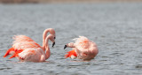 2013-03-14 elburg flamingos 6.jpg