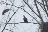 2013-03-20 zeearend nest 2.jpg