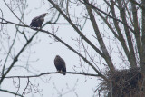 2013-03-20 zeearend nest 4.jpg