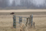 2013-03-31 visarend ketel 4.jpg