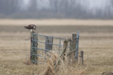 2013-03-31 visarend ketel 5.jpg