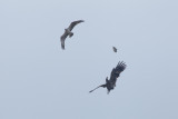 2013-03-31 zeearend ketel.jpg