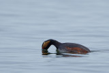 2013-04-21 geoorde fuut ketelmeer 4.jpg