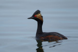 2013-04-21 geoorde fuut ketelmeer.jpg