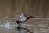 2013-04-23 tafeleend mastenbroek 3.jpg
