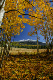 Mt. Humphreys - Flagstaff