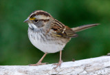 White Throated Sparrow