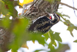 Hybrid Red Naped/Yellow Bellied Sapsucker