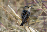 Sedge Wren