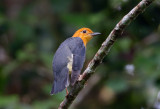 Orange Headed Thrush