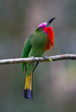 Red Bearded Bee-eater